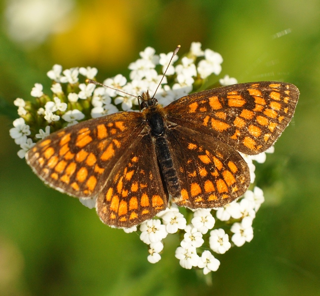 Melitaea